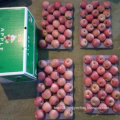 New Crop Qinguan Apple Is Coming